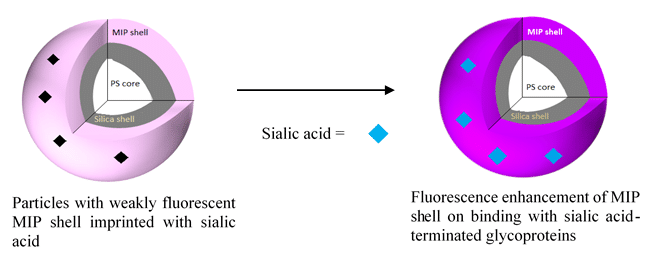 Figure 1: Detection of sialic acid-terminated glycoproteins by fluorescent core/shell/shell MIP particles